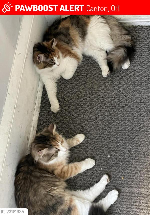 Lost Female Cat last seen Maryland sw n tusk, Canton, OH 44706