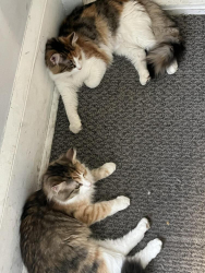 Lost Female Cat last seen Maryland sw n tusk, Canton, OH 44706