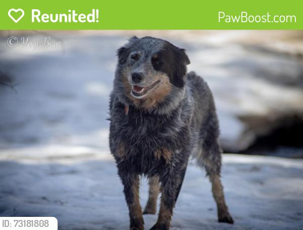 Reunited Female Dog last seen Zuni & 50th, Denver, CO 80221