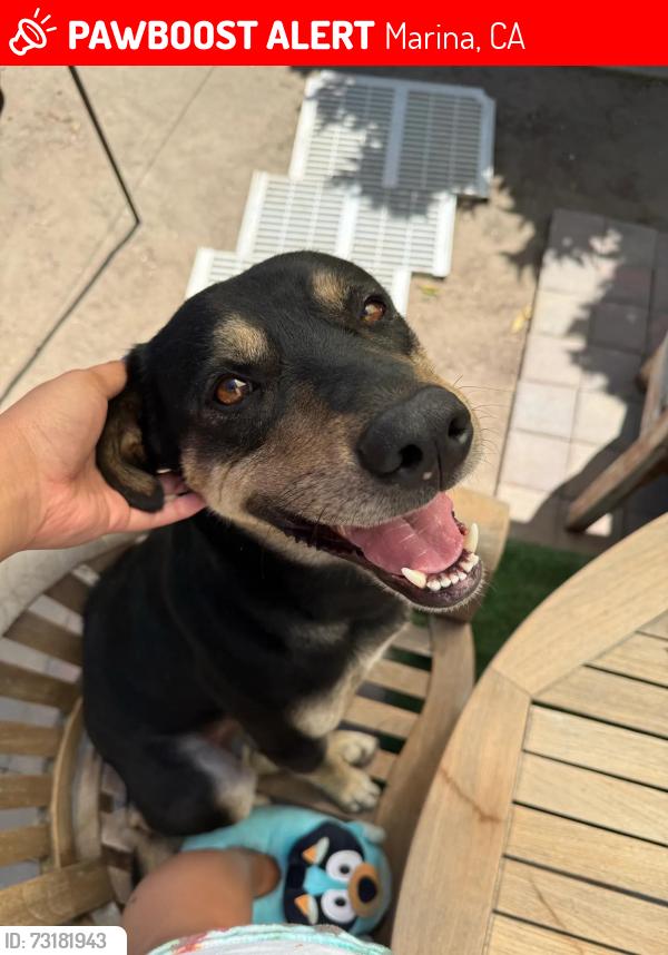 Lost Male Dog last seen California ave, Marina, CA 93933