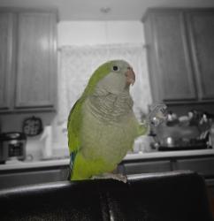 Lost Male Bird last seen Lyndonnille Falls Ln, Houston, TX 77078