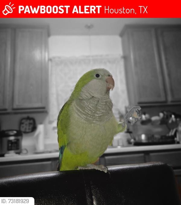 Lost Male Bird last seen Lyndonnille Falls Ln, Houston, TX 77078