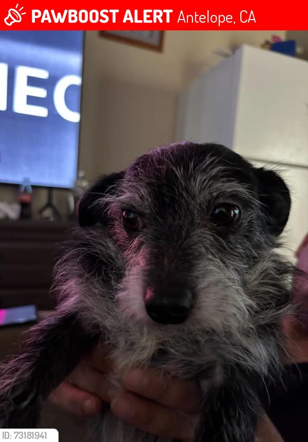 Lost Male Dog last seen Near country Dr antelope, Antelope, CA 95843