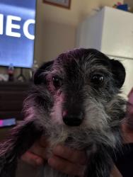 Lost Male Dog last seen Near country Dr antelope, Antelope, CA 95843