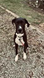 Reunited Female Dog last seen Near Grace church on brush creek rd, Westmoreland County, PA 15665