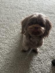 Reunited Male Dog last seen Cool Brook Ct, Louisville, KY 40291, USA, Louisville, KY 40291