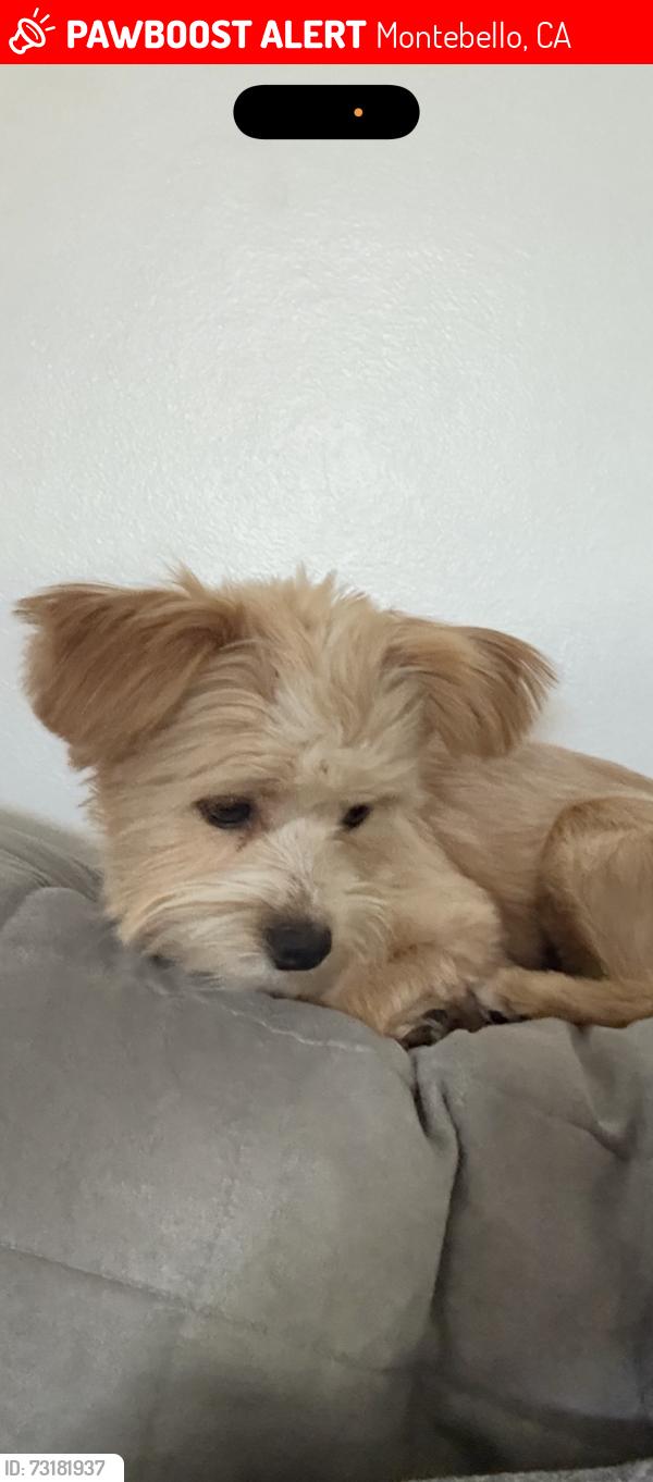 Lost Female Dog last seen Hughes & Montebello Blvd, Montebello, CA 90640