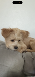 Lost Female Dog last seen Hughes & Montebello Blvd, Montebello, CA 90640