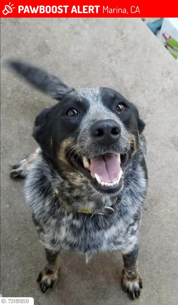 Lost Female Dog last seen California avenue, Marina, CA 93933