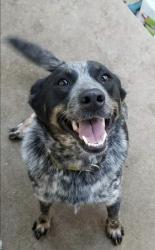 Lost Female Dog last seen California avenue, Marina, CA 93933