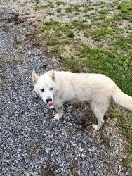 Found/Stray Unknown Dog last seen Green pond rd, Soddy-Daisy, TN 37379