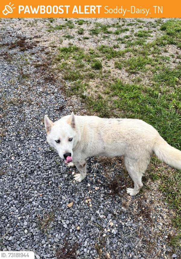 Found/Stray Unknown Dog last seen Green pond rd, Soddy-Daisy, TN 37379
