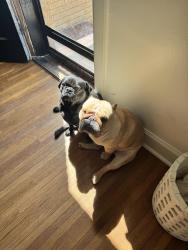 Reunited Male Dog last seen MARCILENE & GILBERT, Wichita, KS 67218