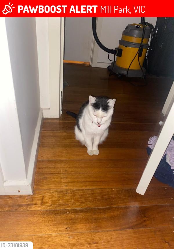 Lost Male Cat last seen Golf links drive, mill park, Mill Park, VIC 3082