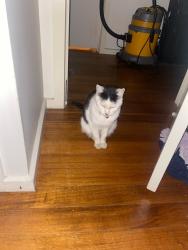 Lost Male Cat last seen Golf links drive, mill park, Mill Park, VIC 3082