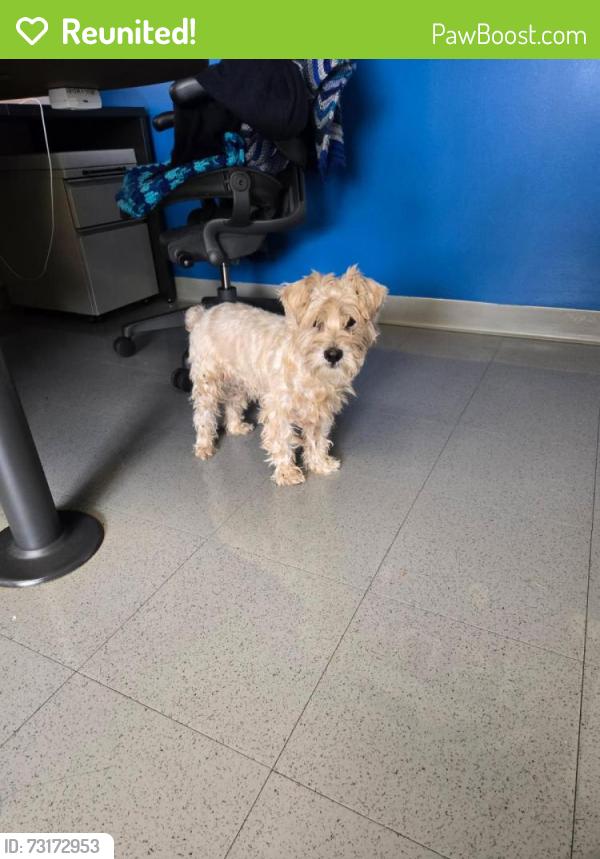 Reunited Male Dog last seen Del Rosa & Sterling in San Bernardino, CA, Bloomington, CA 92316