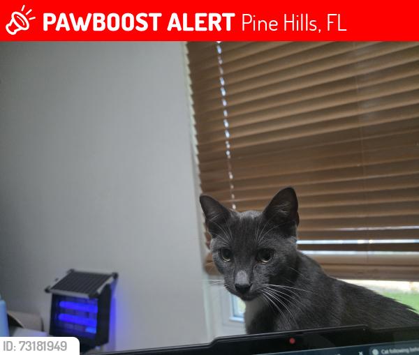 Lost Female Cat last seen Old oak tree dr, Pine Hills, FL 32808