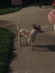 Found/Stray Male Dog last seen McFadden and Maple, Santa Ana, CA 92701