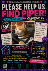 Lost Male Cat last seen Reservoir Ave near wendys on other side of road., Cranston, RI 02910