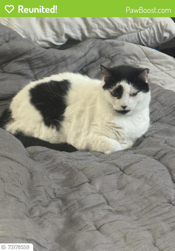 Reunited Male Cat last seen Hyer, thorton park, Orlando, FL 32805