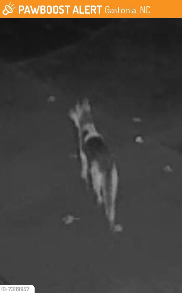 Found/Stray Female Dog last seen Robinson Rd and Lakewood on Gordon Dr, Gastonia, NC 28056