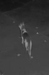 Found/Stray Female Dog last seen Robinson Rd and Lakewood on Gordon Dr, Gastonia, NC 28056