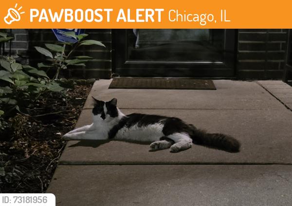 Found/Stray Unknown Cat last seen N Crosby St and W Oak Ave, Chicago, IL 60610