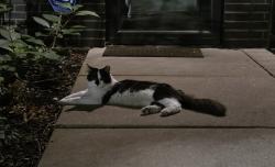 Found/Stray Unknown Cat last seen N Crosby St and W Oak Ave, Chicago, IL 60610