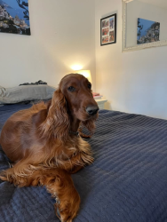Reunited Female Dog last seen NW Paulina Dr. & NW Metolius Dr., Rockcreek, OR 97229