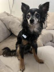 Found/Stray Male Dog last seen the redford apmt complex, Houston, TX 77034