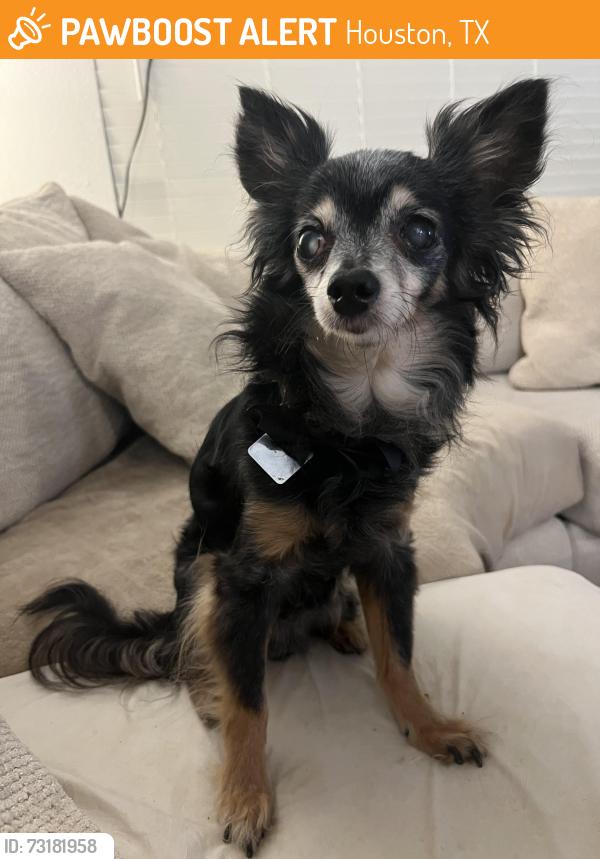 Found/Stray Male Dog last seen the redford apmt complex, Houston, TX 77034