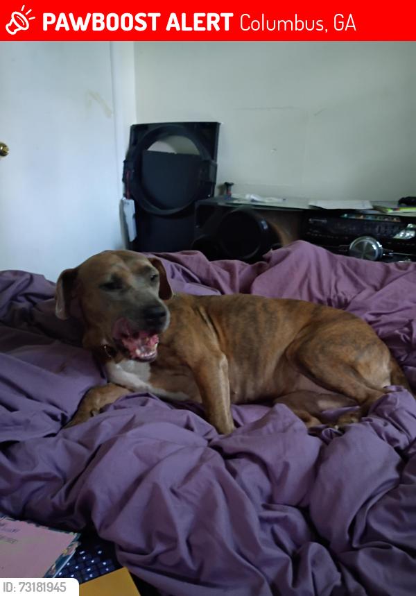 Lost Female Dog last seen Forest Rd; Between Shatulga,& Floyd Rd., Columbus, GA 31907