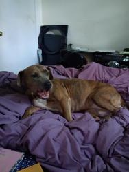 Lost Female Dog last seen Forest Rd; Between Shatulga,& Floyd Rd., Columbus, GA 31907