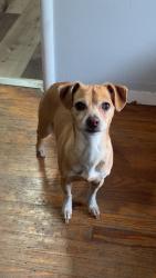 Lost Male Dog last seen Edwin and Ethan way, Sacramento, CA 95815