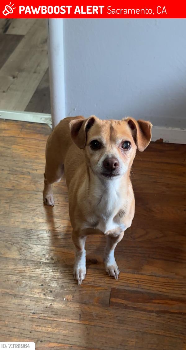 Lost Male Dog last seen Edwin and Ethan way, Sacramento, CA 95815