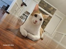 Lost Male Cat last seen His name is Michi and he's a crazy thing that likes to go out a lot. erdió en 2679 Sage Meadow 38133 cerca de Rees Road, Memphis, TN 38133