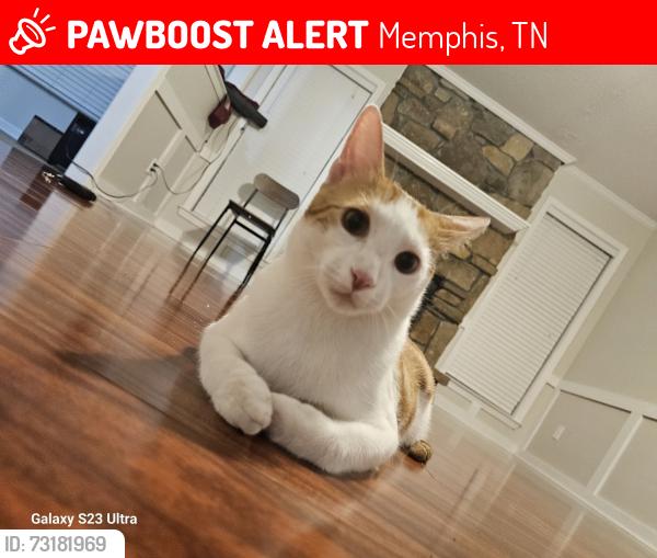Lost Male Cat last seen His name is Michi and he's a crazy thing that likes to go out a lot. erdió en 2679 Sage Meadow 38133 cerca de Rees Road, Memphis, TN 38133