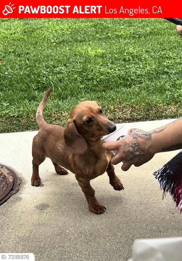 Lost Male Dog last seen Strathern st, Los Angeles, CA 91402