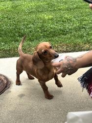 Lost Male Dog last seen Strathern st, Los Angeles, CA 91402