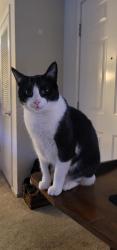 Reunited Female Cat last seen Morille Ave and Ione Dr., San Jose, CA 95132