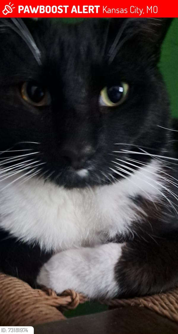 Lost Unknown Cat last seen Kensington Ave near a gastation, Kansas City, MO 64128