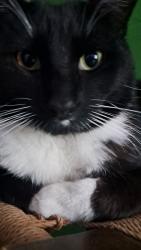 Lost Unknown Cat last seen Kensington Ave near a gastation, Kansas City, MO 64128