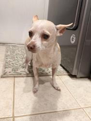 Found/Stray Female Dog last seen Dana Point Way and Heathercreek Pl, Antelope, CA 95843