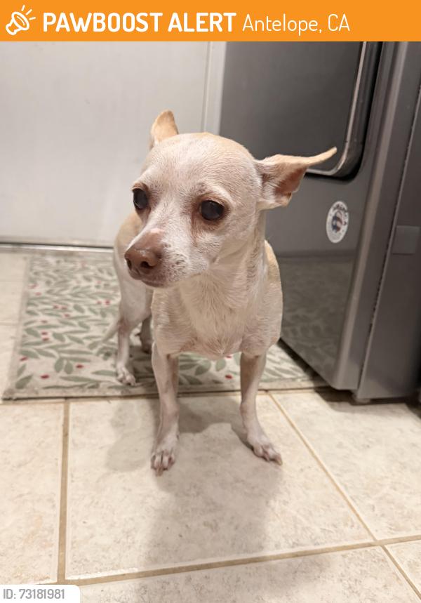 Found/Stray Female Dog last seen Dana Point Way and Heathercreek Pl, Antelope, CA 95843