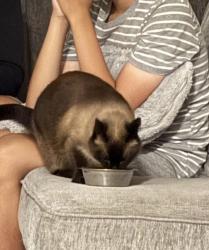 Reunited Female Cat last seen Huron, Kitchener, ON N0B 2E0