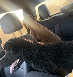 Reunited Male Dog last seen Murrieta and Craig st, Menifee, CA 92586