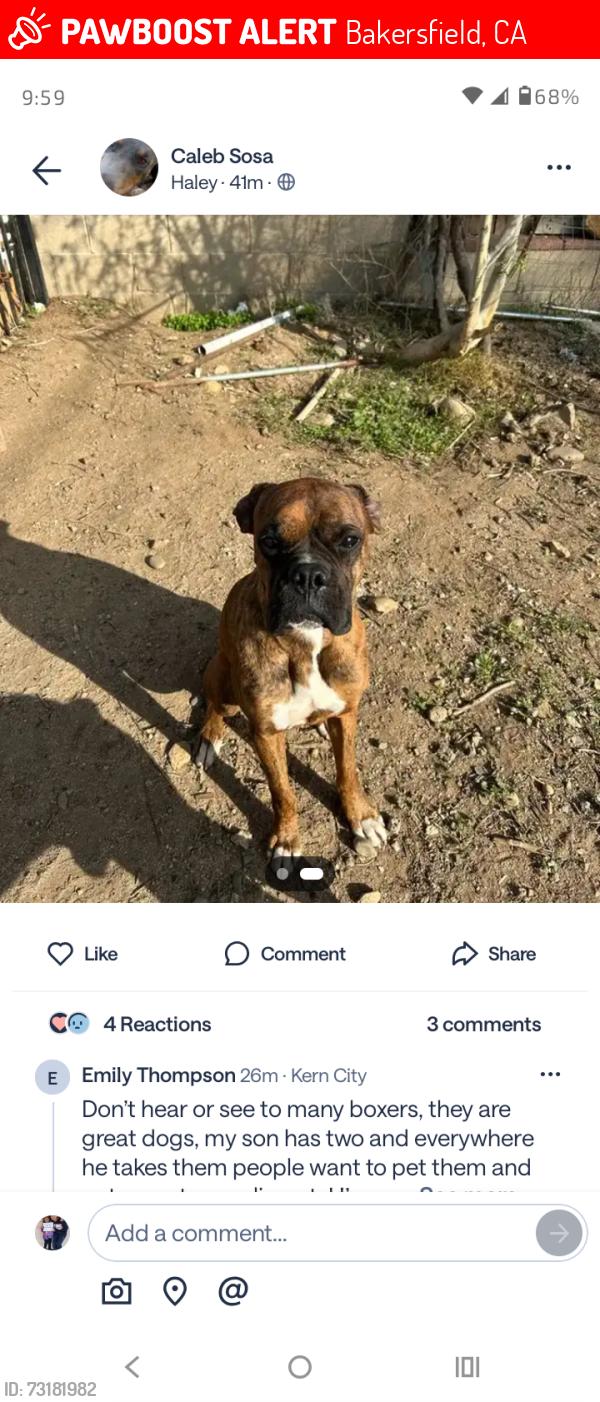 Lost Male Dog last seen E. 5th st, Bakersfield, CA 93307
