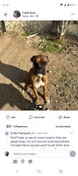 Lost Male Dog last seen E. 5th st, Bakersfield, CA 93307