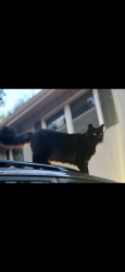 Reunited Male Cat last seen Aldrich st, Lawrence, KS 66047
