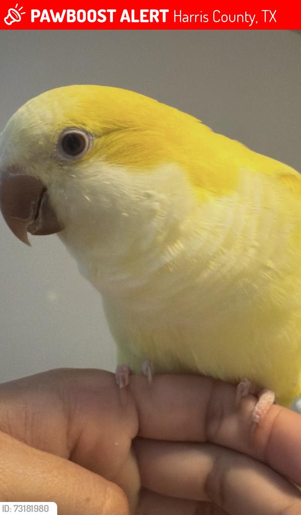 Lost Female Bird last seen Kuykendahl, Harris County, TX 77389
